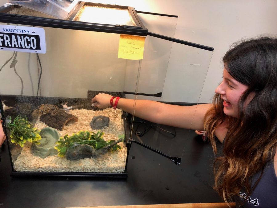 Junior Olivia Pena feeds mouse to new class pet Franco. Photo by Laura Attarian.