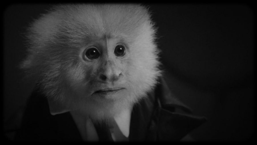 The primate who performs as superstar crooner Jack Cruz, as seen in David Lynch's short Netflix film, "What Did Jack Do?" (Netflix)