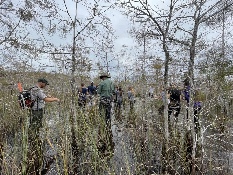 Juniors and seniors in ESS classes attended a field trip to the Florida Everglades on Nov. 5 and 12, where they explored the national park and went slough slogging in a cypress dome.