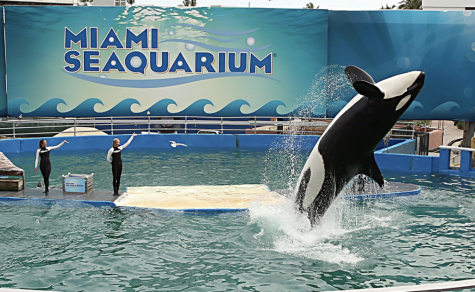 The Miami Seaquariums Lolita has been performing for 52 years at the local marine tourist attraction. This year, the Seaquarium announced her retirement following a new license with the USDA. (Walter Michot/Miami Herald/TNS)