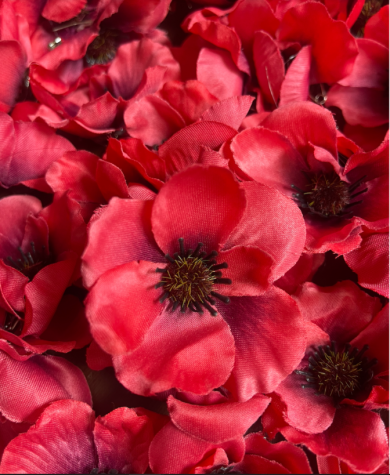 Veteran’s Day: Remembrance Through Poppies
